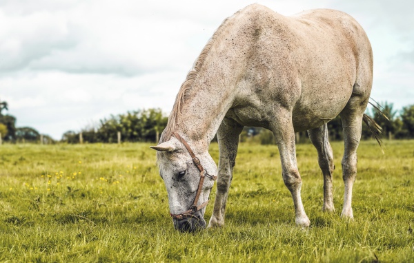 Большая белая лошадь пасется на зеленой траве