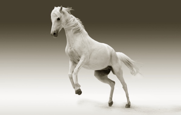 Большой белый конь на сером фоне