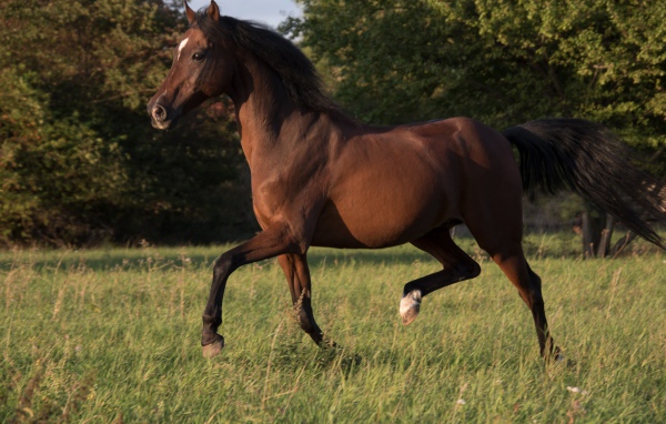 Грациозная коричневая лошадь скачет по траве