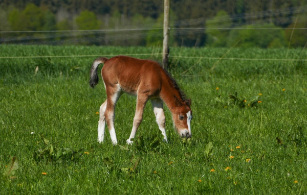 Маленький жеребенок пасется на зеленой траве 
