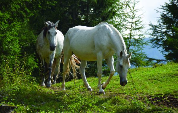 Две белых лошади гуляют в лесу 