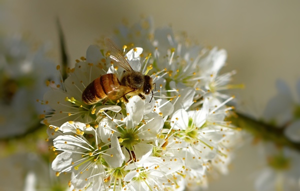 Пчела сидит на цветущей ветке вишни весной