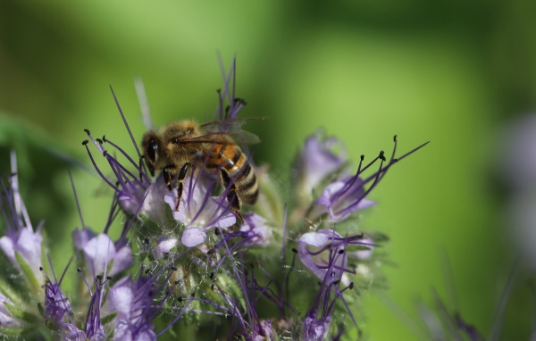 Пчела сидит на фиолетовом цветке на зеленом фоне