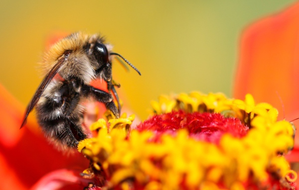 Пчела сидит на цветке циннии 