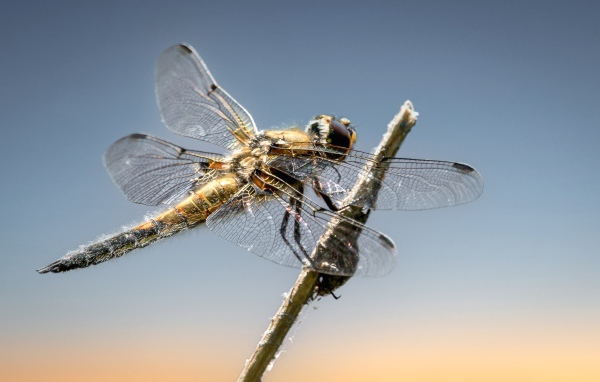 Большая стрекоза сидит на ветке на фоне неба 