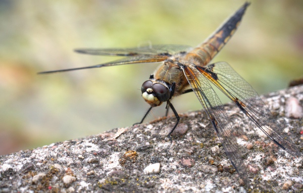Большая стрекоза сидит на бетонной плите 