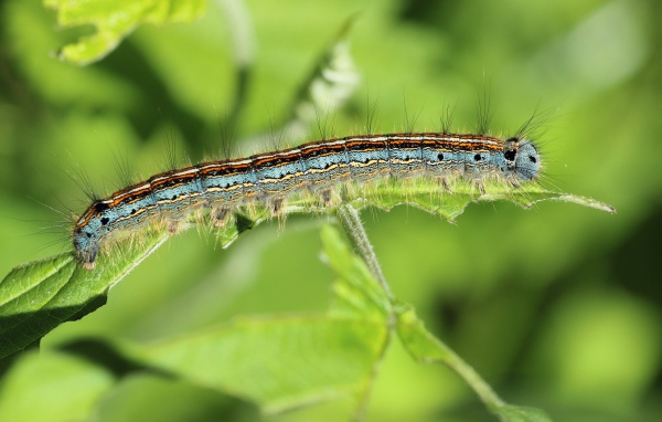 Красивая гусеница на зеленой ветке