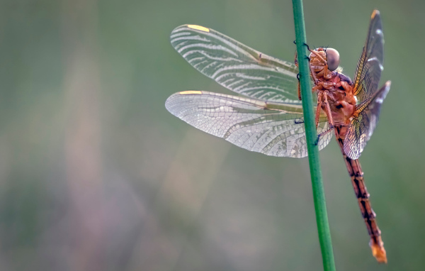 Красивая стрекоза сидит на зеленой траве 