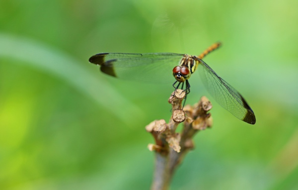 Красивая стрекоза с черными прозрачными крыльями 