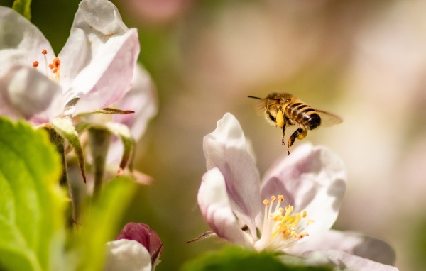 Пчела летает над розовыми цветами яблони 