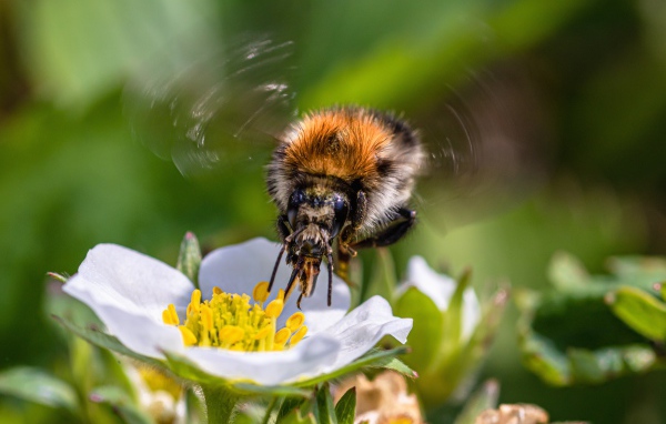 Пчела опыляет цветок клубники весной