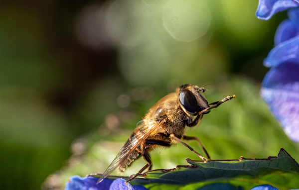 Большая цикада сидит на листе 