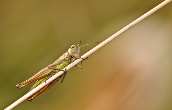 Большой зеленый кузнечик сидит на траве
