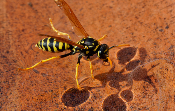 Большая желтая оса сидит на воде 