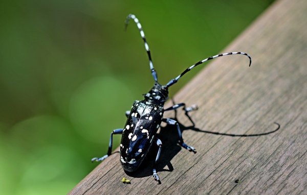 Черный жук Anoplophora chinensis на дереве 