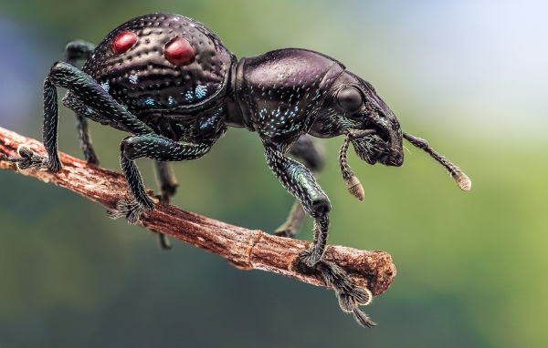 Черный жук долгоносик сидит на ветке дерева