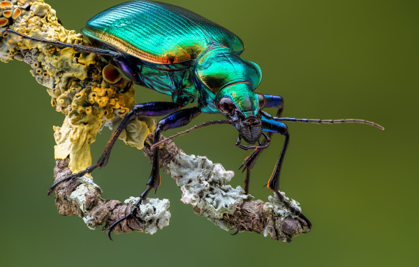Яркий жук Красотел на ветке крупным планом