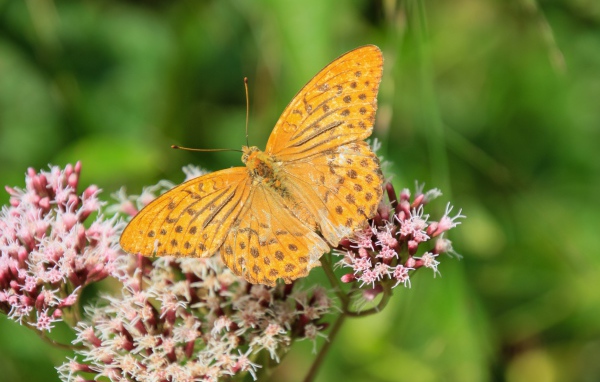 Коричневая бабочка на растении с маленькими розовыми цветами 