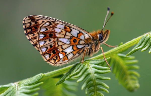 Коричневая бабочка сидит на зеленом листе 