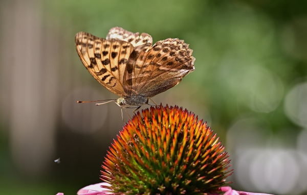 Коричневая бабочка сидит на цветке эхинацеи 