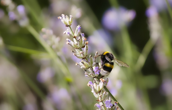 Шмель сидит на ветке лаванды