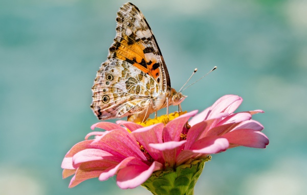 Бабочка сидит на розовом цветке циннии крупным планом