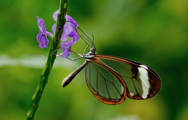Бабочка с прозрачными крыльями сидит на цветке 