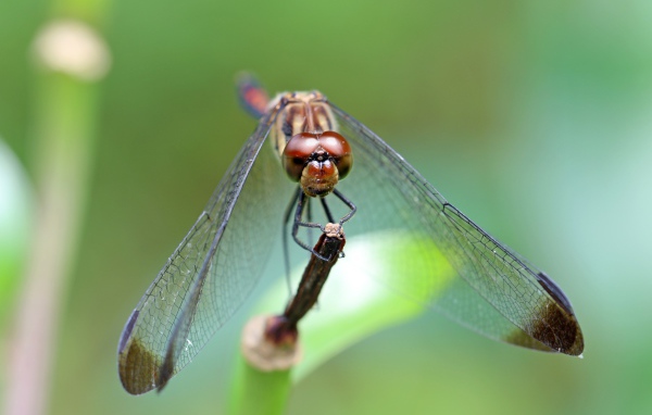 Стрекоза с прозрачными крыльями на ветке