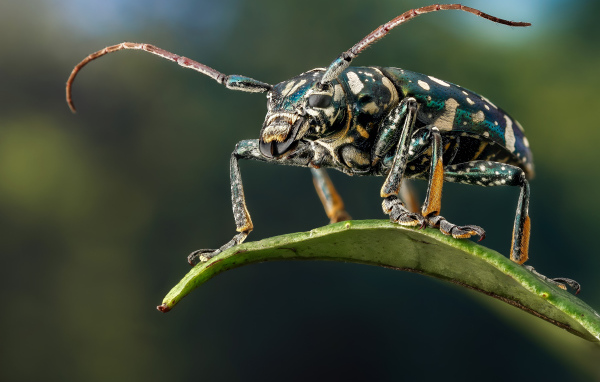 Жук Фаустабрина на зеленом листе крупным планом
