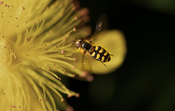 Муха журчалка у желтого цветка 