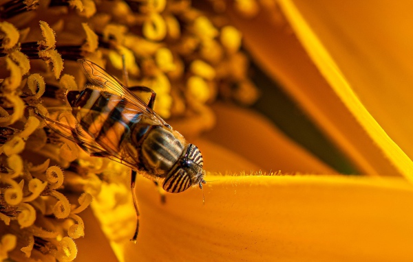 Большая цикада сидит на желтом цветке 