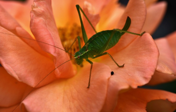 Зеленый кузнечик сидит на розовой розе 