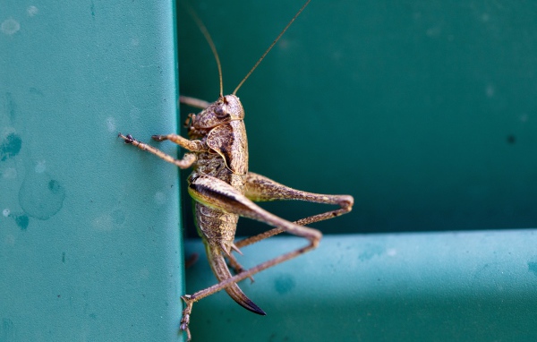 Большой кузнечик сидит на стене