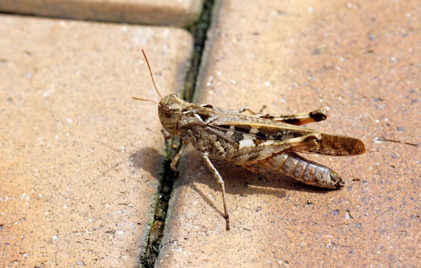 Большой серый кузнечик на плитке