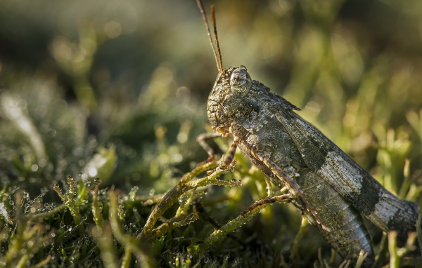 Большая зеленая саранча крупным планом