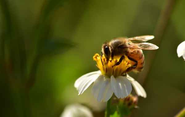Маленькая пчела на белом цветке крупным планом