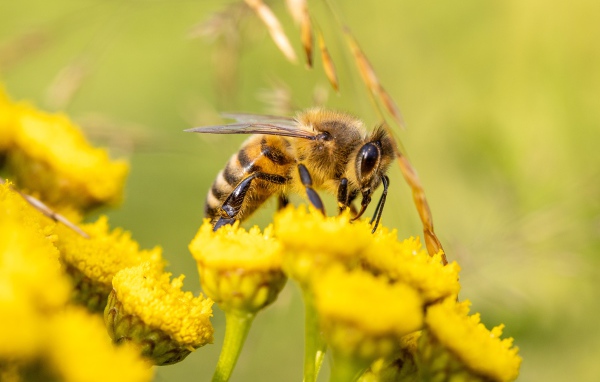 Маленькая пчела на желтом цветке пижмы