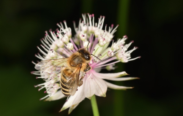 Маленькая пчела сидит на цветке