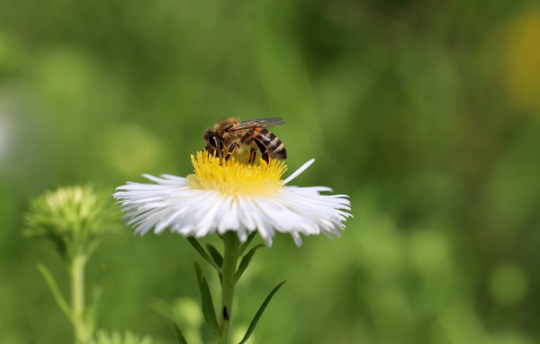 Маленькая пчела сидит на белом полевом цветке 
