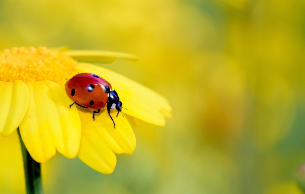 Маленькая красная божья коровка на желтом цветке 