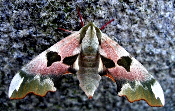 Бабочка сова крупным планом на камне