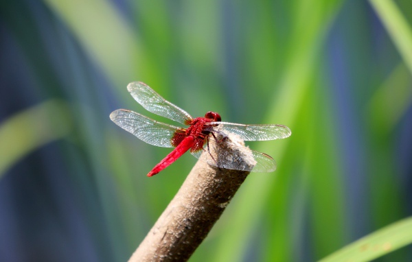 Красная стрекоза с прозрачными крыльями сидит на ветке 