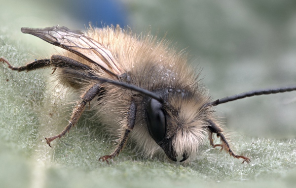 Маленькая пчела на листе крупным планом