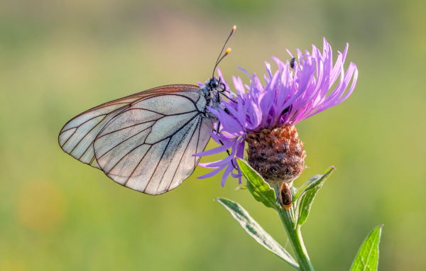 Маленькая голубая бабочка на сиреневом фоне