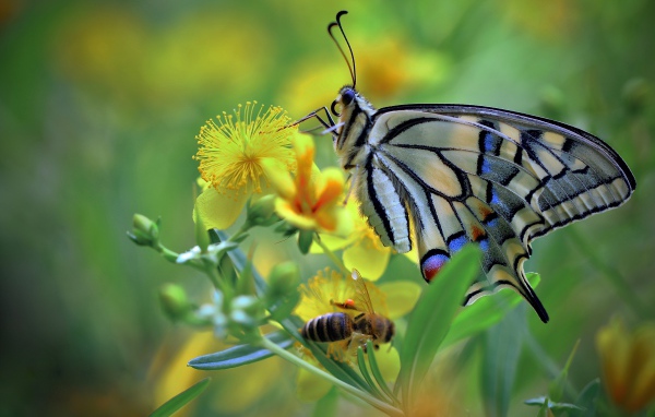 Бабочка махаон и пчела сидят на желтом цветке