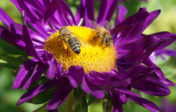 Две пчелы сидят на цветке астры