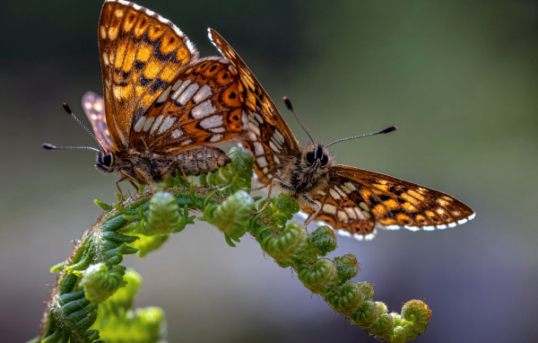 Две коричневые бабочки на зеленом листе папоротника 