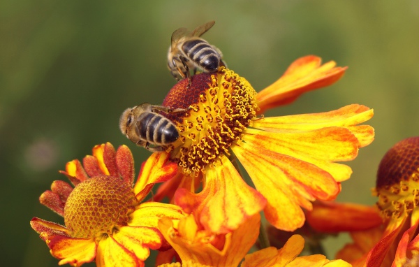 Две медоносные пчелы сидят на цветке 