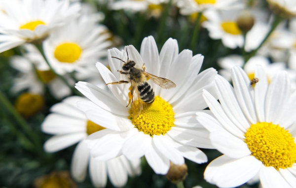 Белые полевые ромашки с пчелой 