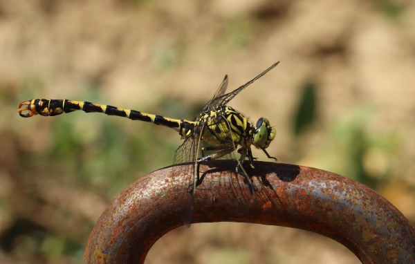 Желтая с черным стрекоза  на  железном поручне 
